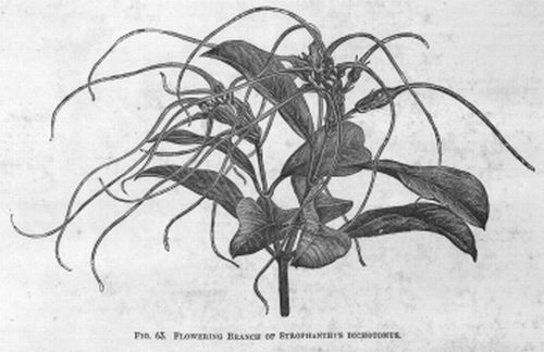 Strophanthus